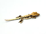Harlequin Lilly White Crested Gecko