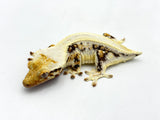 Lilly White Pinstripe Crested Gecko (Emily Burke line)