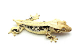 Possible EB Lilly White Crested Gecko