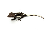 Axanthic Lilly White Crested Gecko (pos super emptyback)