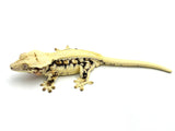 Lilly White Crested Gecko