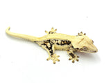 Lilly White Crested Gecko