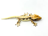 HOLDBACK BRIGHT WHITE Triclor Harlequin Lilly White Crested Gecko
