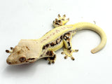 Extreme Harlequin Lilly White Crested Gecko