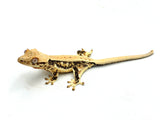 Red? Lilly White Crested Gecko