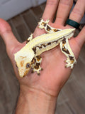 Lilly White Pinstripe Crested Gecko (Emily Burke line)