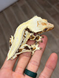 Lilly White Pinstripe Crested Gecko (Emily Burke line)