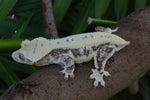 Lilly White Crested Gecko