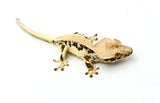 Lilly White Pinstripe Crested Gecko