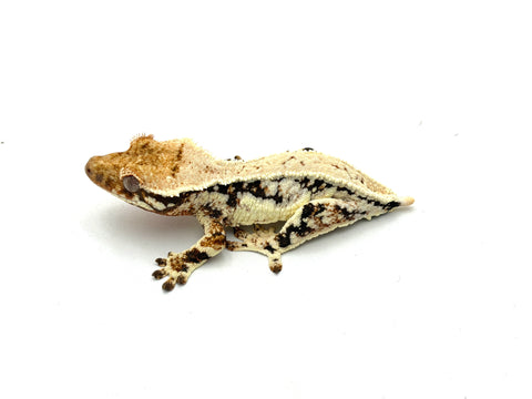 lily white crested gecko High Expression Lilly White Crested Gecko