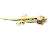 Extreme Harlequin Lilly White Crested Gecko