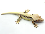 Extreme Harlequin Lilly White Crested Gecko
