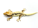 HOLDBACK BRIGHT WHITE Triclor Harlequin Lilly White Crested Gecko