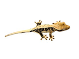 Harlequin Lilly White Crested Gecko