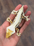 Lilly White Pinstripe Crested Gecko (Emily Burke line)