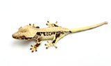 Lilly White Pinstripe Crested Gecko