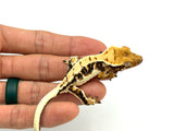 Harlequin Lilly White Crested Gecko