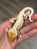 HOLDBACK High Expression Pinstripe Lilly White Crested Gecko