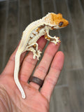 HOLDBACK High Expression Pinstripe Lilly White Crested Gecko