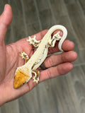 HOLDBACK High Expression Pinstripe Lilly White Crested Gecko
