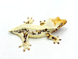 Lilly White Pinstripe Crested Gecko (Emily Burke line)