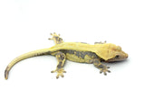 Lavender Lilly White Crested Gecko (LWF1)