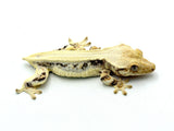 Solid Dorsal Lilly White Crested Gecko