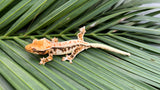 HOLDBACK BRIGHT WHITE Triclor Harlequin Lilly White Crested Gecko