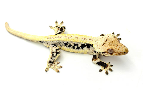 Pinstripe Lilly White Crested Gecko