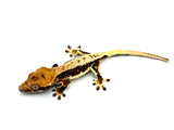 100% Het Axanthic Lilly White Crested Gecko