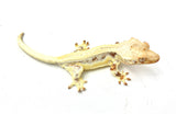 High Coverage Lilly White Crested Gecko