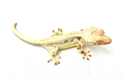 High Coverage Lilly White Crested Gecko