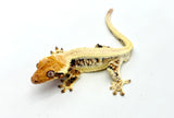 Tricolor Lilly White Crested Gecko