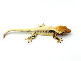 Tricolor Lilly White Crested Gecko