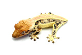 Solid Dorsal Pinstripe Lilly White Crested Gecko