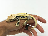 Pinstripe Lilly White Crested Gecko