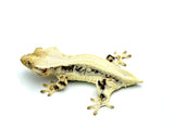 Solid Dorsal Lilly White Crested Gecko