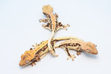 Baby Lilly White Crested Gecko Special