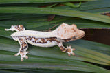 Lilly White Crested Gecko