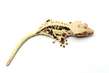 Extreme Harlequin Lilly White Crested Gecko