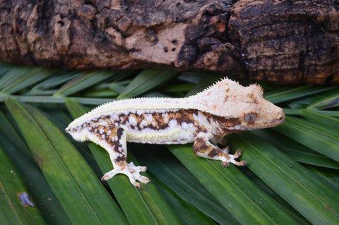 Lilly White Crested Gecko