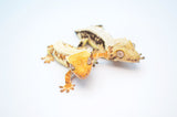 Baby Lilly White Crested Gecko Special (Tailless/Nipped Tail)