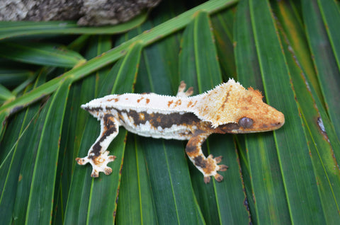 Lilly White Crested Gecko