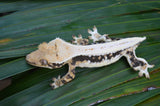 High Contrast Lilly White Pinstripe Crested Gecko