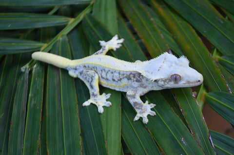 High Expression Lilly White Pinstripe Crested Gecko