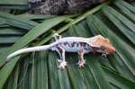 Extreme Harlequin Pinstripe Lilly White Crested Gecko