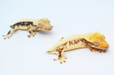 Baby Lilly White Crested Gecko Special (Tailless/Nipped Tail)