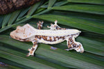 Lilly White Crested Gecko