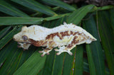 Red Lilly White Harlequin Crested Gecko