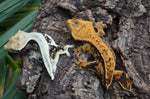 Tangerine Harlequin Pinstripe Crested Gecko